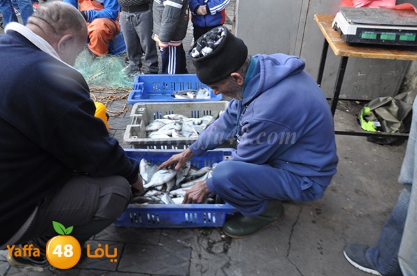 samak denisss (6).JPG